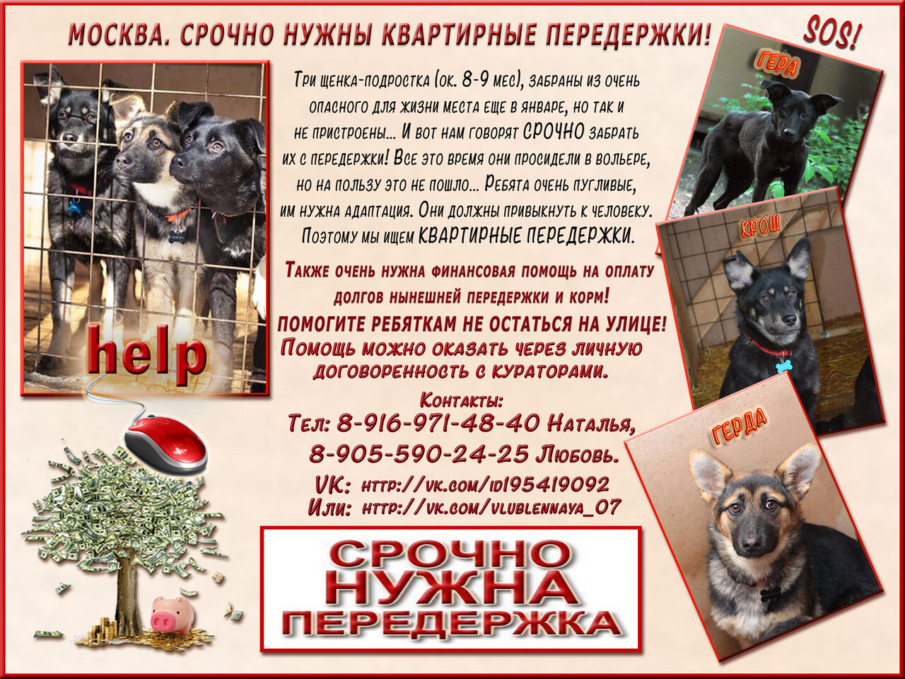 Договор передержки животного образец