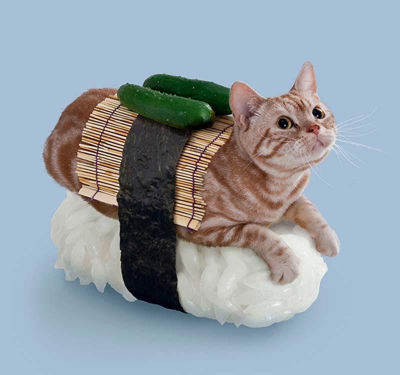 Roll cats. Суши кот. Кошка и суши. Котик и роллы. Кошки в виде роллов.